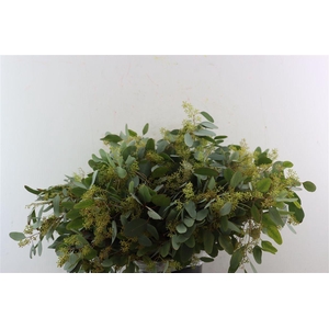 Euca Populus Berry 300gr P Bunch