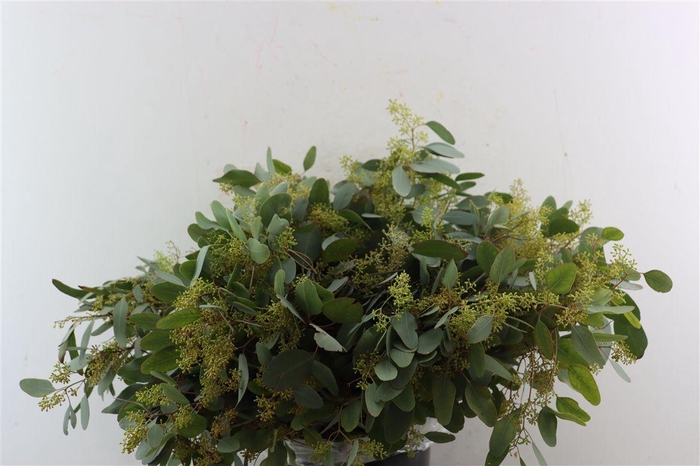 <h4>Euca Populus Berry 300gr P Bunch</h4>