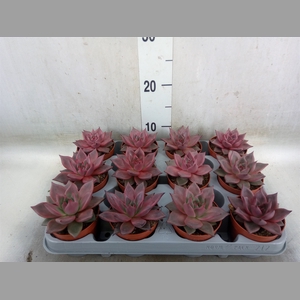 Echeveria  'Taurus'