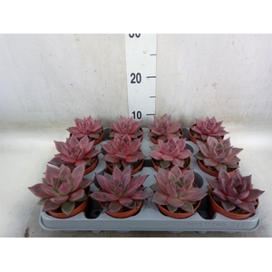 Echeveria  'Taurus'
