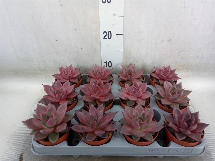<h4>Echeveria  'Taurus'</h4>
