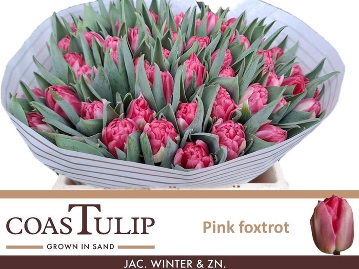 <h4>TU DU PINK FOXTROT</h4>