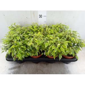 Ficus benja. 'Kinky'