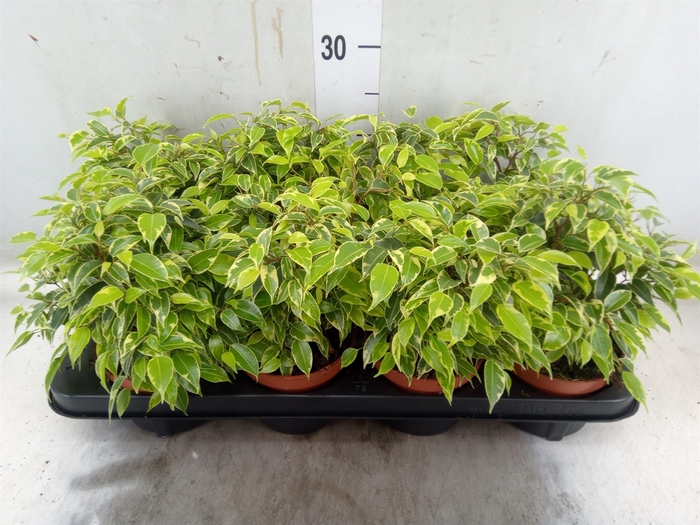 <h4>Ficus benja. 'Kinky'</h4>
