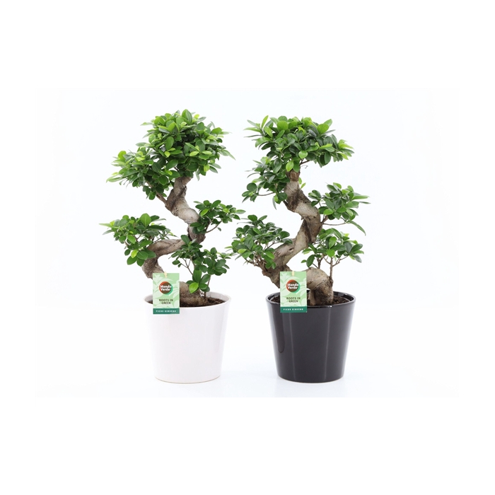 <h4>Ficus Ginseng S type in Zwart - Wit</h4>