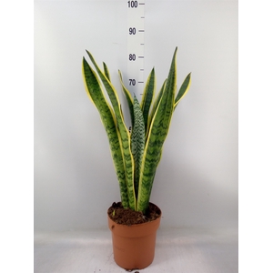 Sansevieria trifa. 'Laurentii'