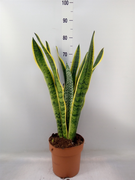<h4>Sansevieria trifa. 'Laurentii'</h4>