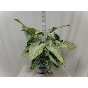 PLANTEN OV