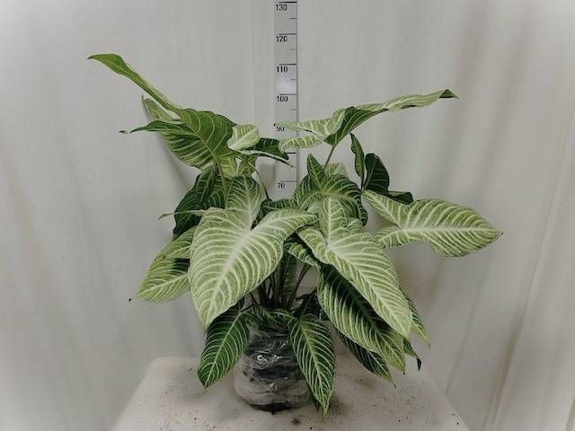 <h4>PLANTEN OV</h4>