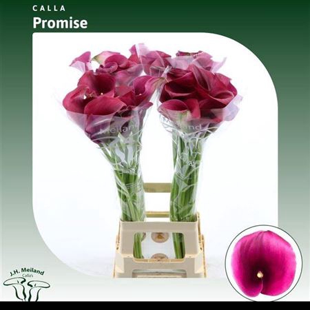 <h4>Zant Capt Promise</h4>