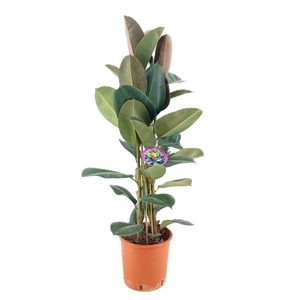 Ficus robusta