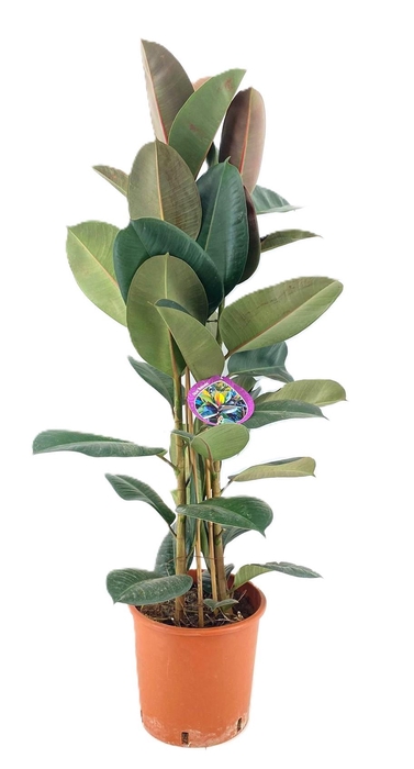 <h4>Ficus robusta</h4>