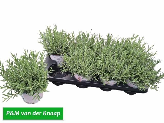 <h4>LAVAN AN ROSEA</h4>