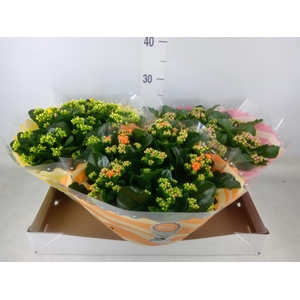 Kalanchoe blos.   ..rosebud mix  5