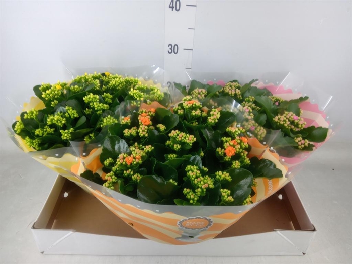 <h4>Kalanchoe blos.   ..rosebud mix  5</h4>