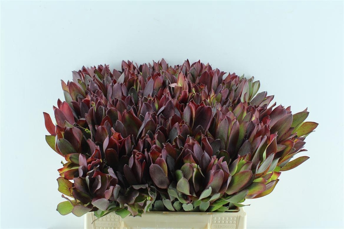 <h4>Leucad Senorita</h4>