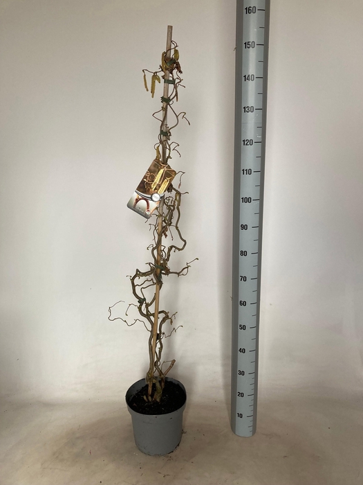 <h4>CORYLUS A CONTORTA</h4>