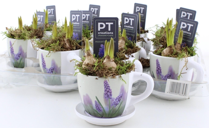 <h4>ARR MUSCARI</h4>