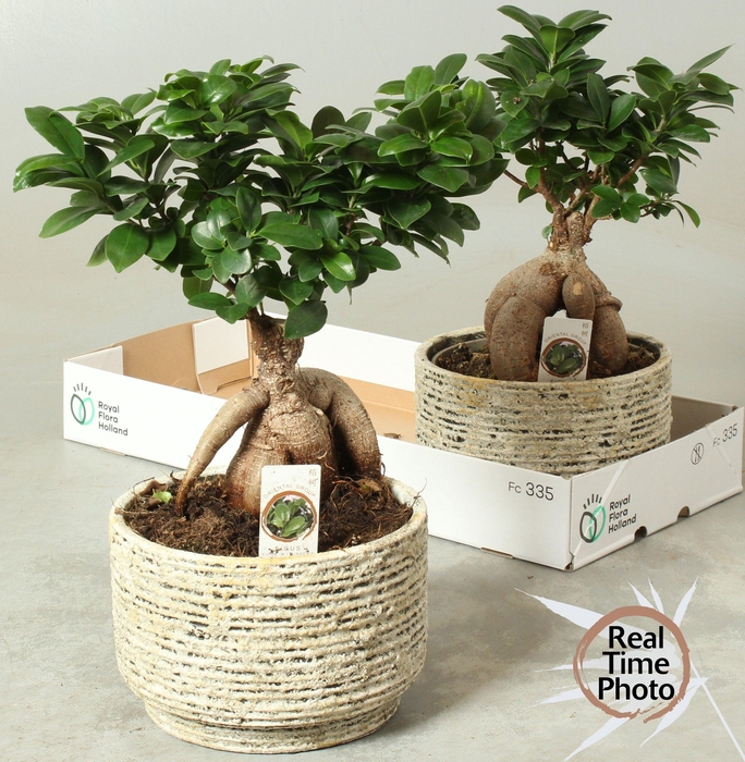 <h4>FIC MI GINSENG</h4>