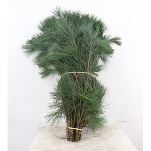 PINUS STROBUS PER STEM 080CM