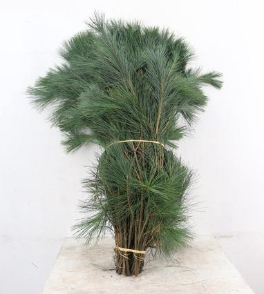 <h4>PINUS STROBUS PER STEM 080CM</h4>