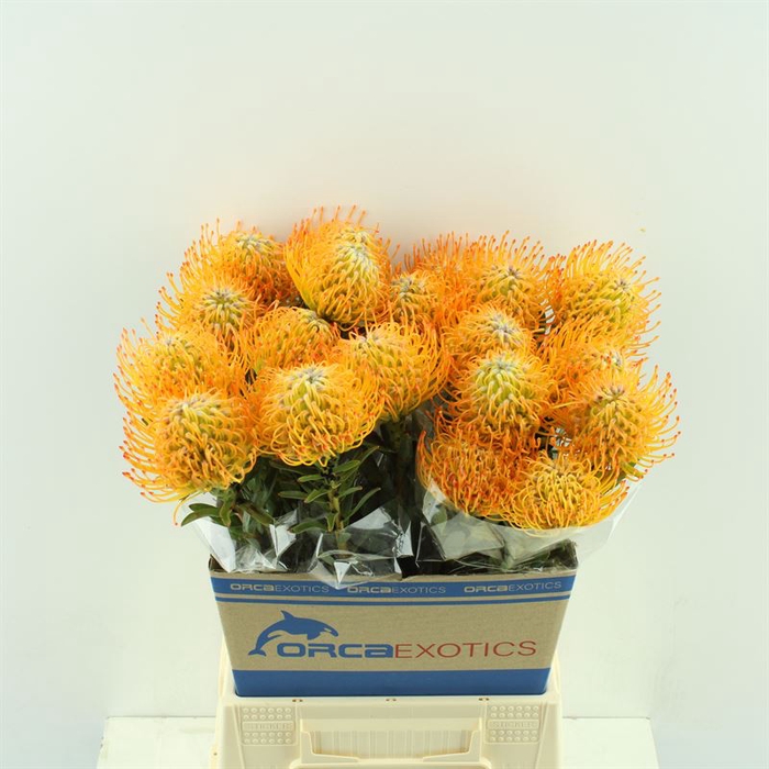 <h4>Leucospermum Ayoba Sun</h4>