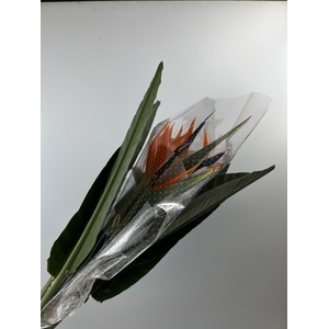 STRELITZIA LONG EXTRA
