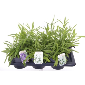 Campanula pers. Takion mix