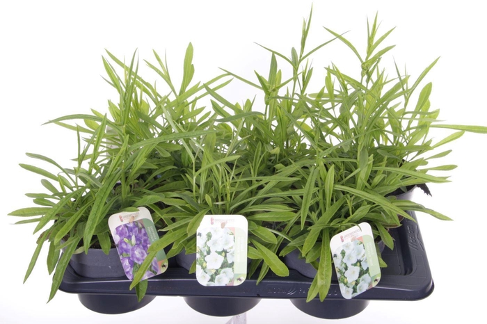 <h4>Campanula pers. Takion mix</h4>