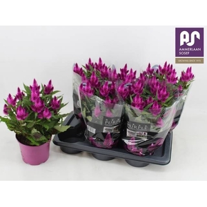 CEL DEEP PURPLE