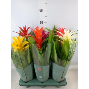 Guzmania   ...mix