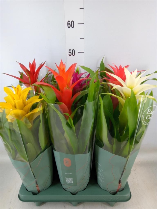 <h4>Guzmania ...mix</h4>