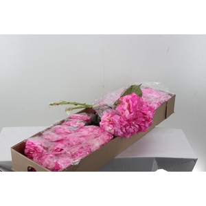 Hydr Light Rose Tinted Select Box