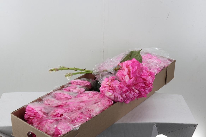 <h4>Hydr Light Rose Tinted Select Box</h4>