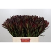 Leucadendron Saf Sunset Dark R.