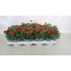 Dianthus car. 'Peman'