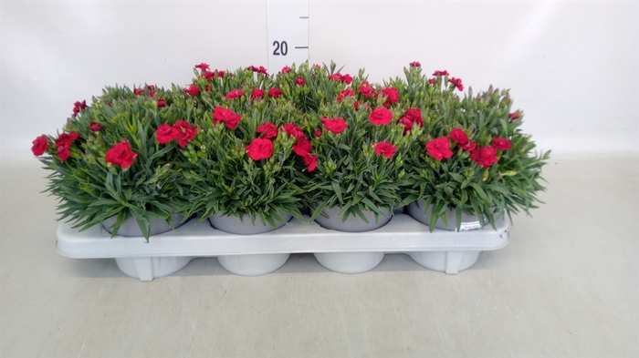 <h4>Dianthus car. 'Peman'</h4>