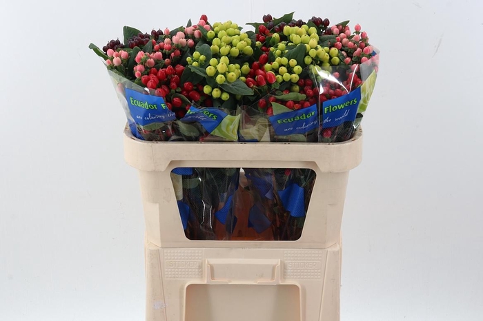 <h4>Hyp Rainbow Spray</h4>