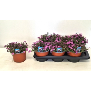 PHLOX S FAB D ROS EY