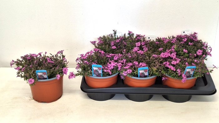 <h4>PHLOX S FAB D ROS EY</h4>