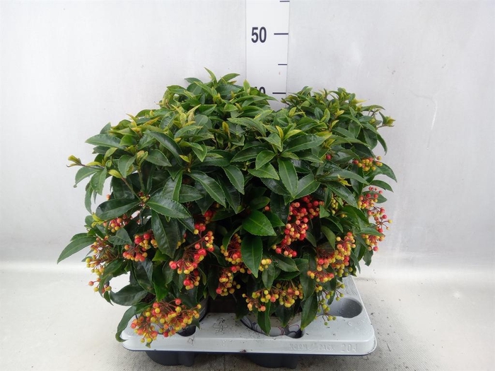 <h4>Ardisia crenata</h4>