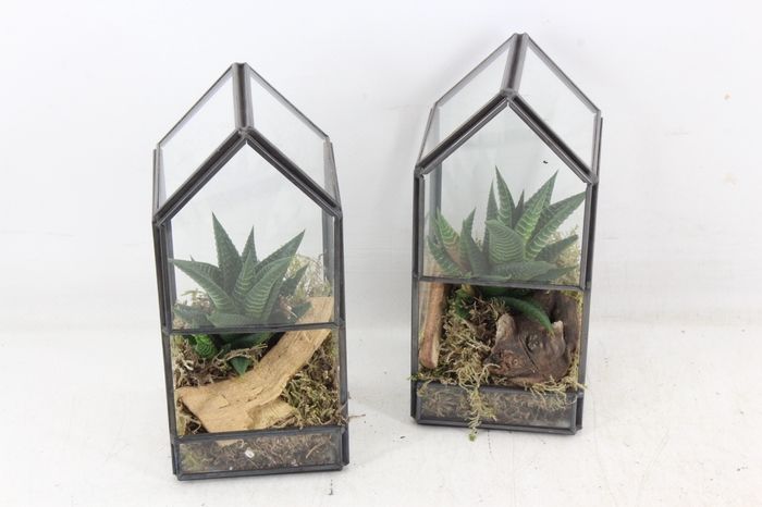 <h4>arr3 SN - Terrarium glas house x12</h4>