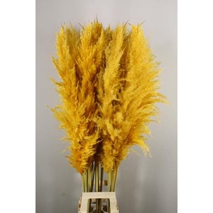 Df Pampas 140cm Apricot