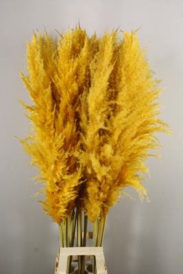 <h4>Df Pampas 140cm Apricot</h4>