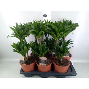 Dracaena frag. 'Compacta'