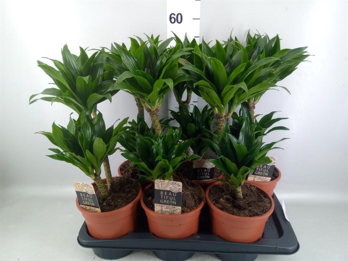 <h4>Dracaena frag. 'Compacta'</h4>