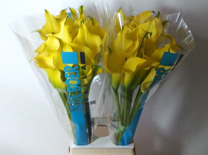 <h4>ZANT ALICE SPRINGS</h4>