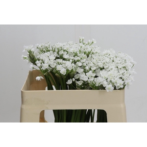 Allium Flocon