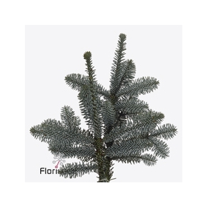 Christmas green nobilis blue p p 5 kilo