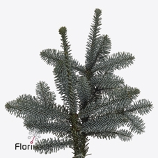 <h4>Christmas green nobilis blue p p 5 kilo</h4>